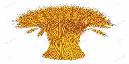 A batch of wheat tied together with a straw braid.