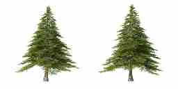 A pair of pine trees.