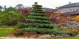 A Juniper tree topiary that has been shaped into a spiral.